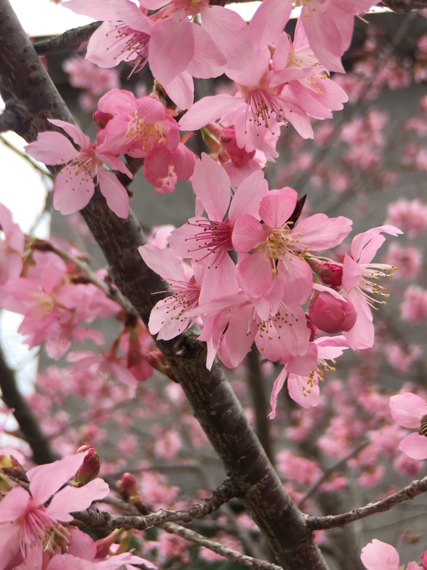 最美是樱花!漳平市永福台品樱花茶园游记