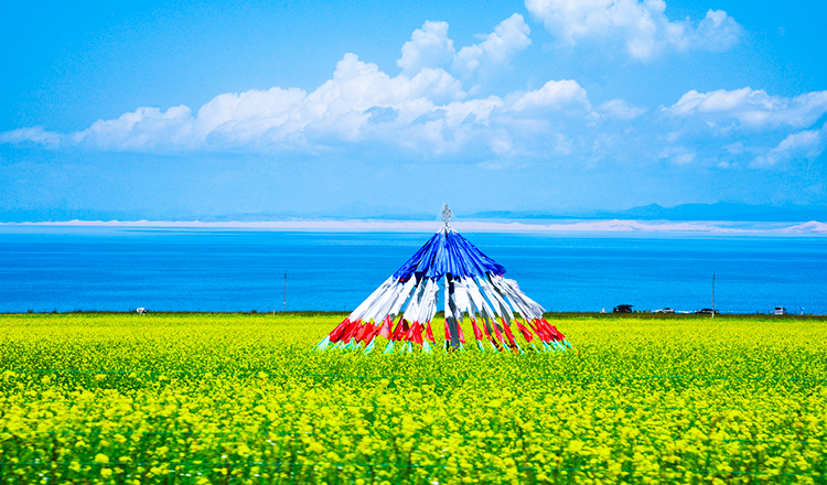 青海湖畔不仅盛开着大片的油菜花,而且黄 色的花海和一望无际的蓝色