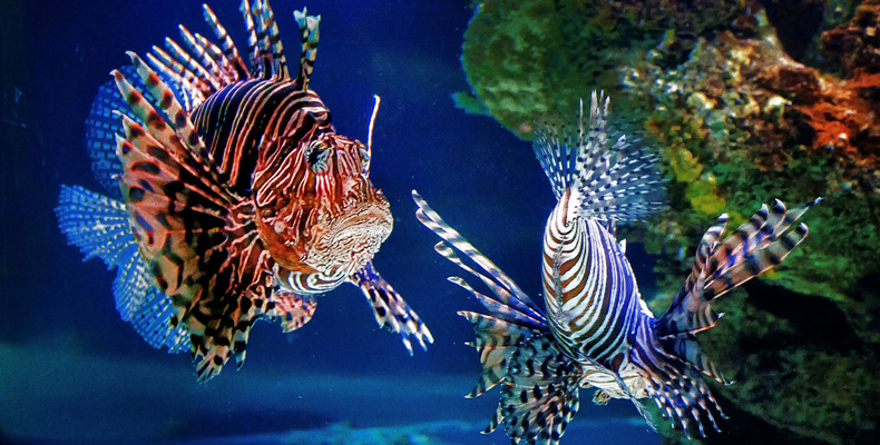 海洋世界公园的手抄报_七维网