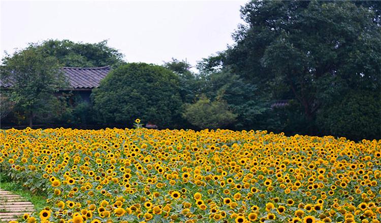 四川 成都 石象湖