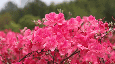 石门杜鹃开,喜迎游客来(附最走心赏花攻略)