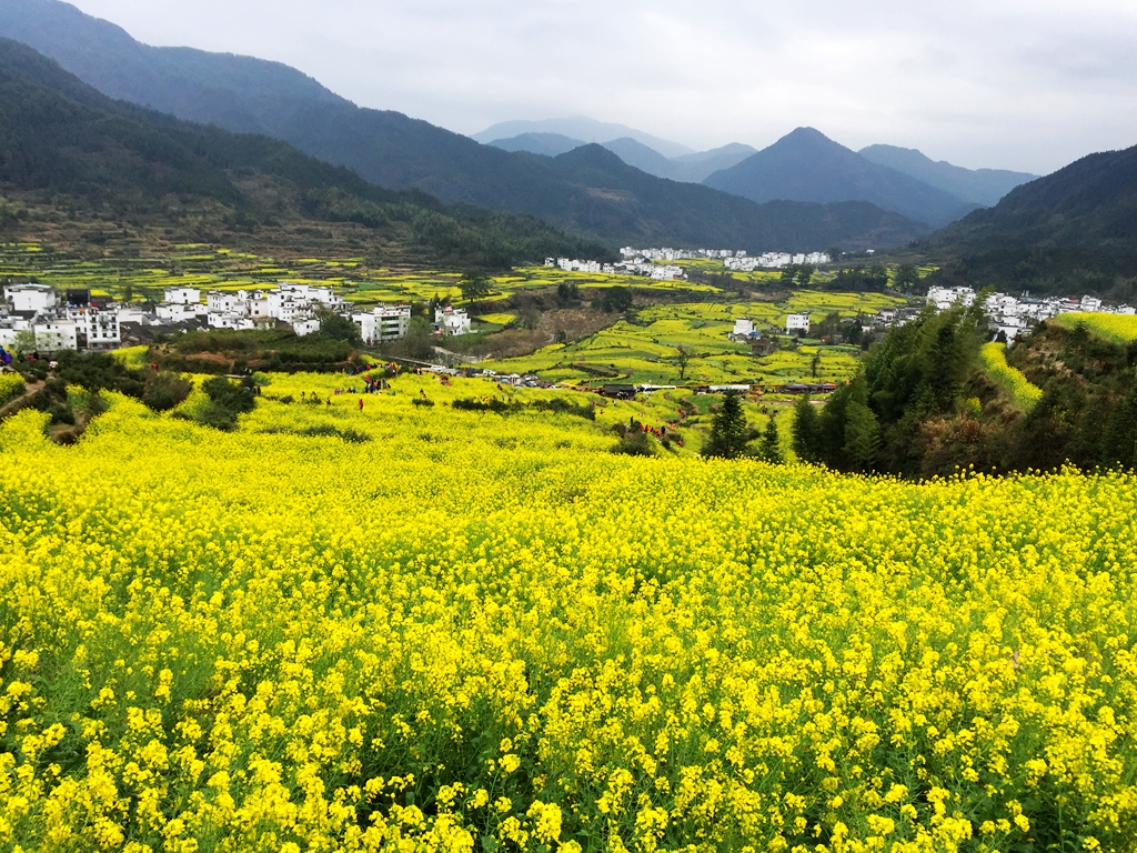 婺源江岭旅游攻略，婺源江岭怎么玩，婺源江岭门开放时间