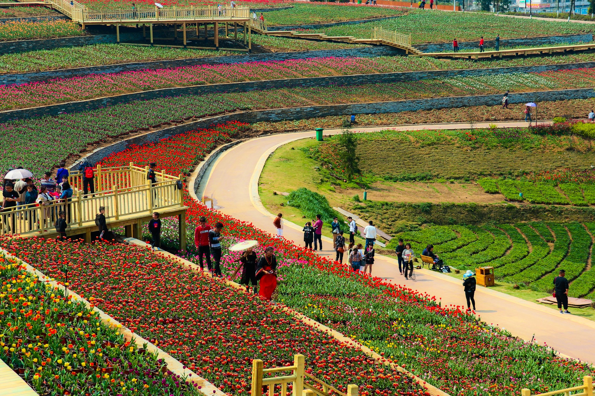 花画小镇——乌当区羊昌镇,郁金香开满山的美景