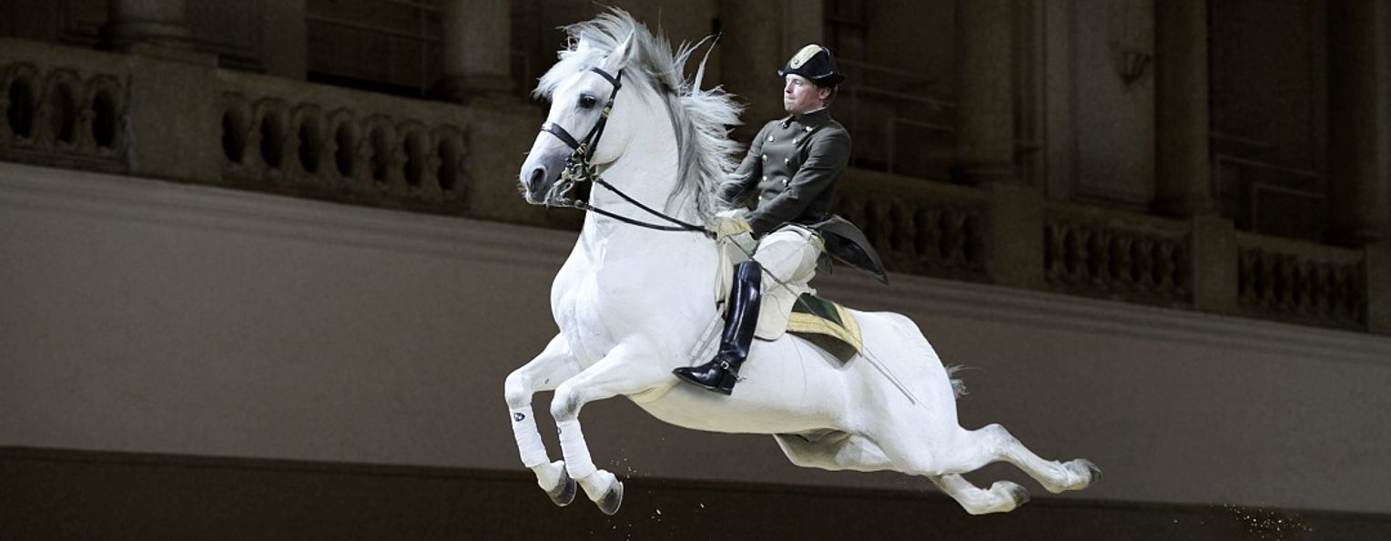 亲临古典精湛骑术维也纳西班牙皇家马术学校马术表演70分钟参观门票