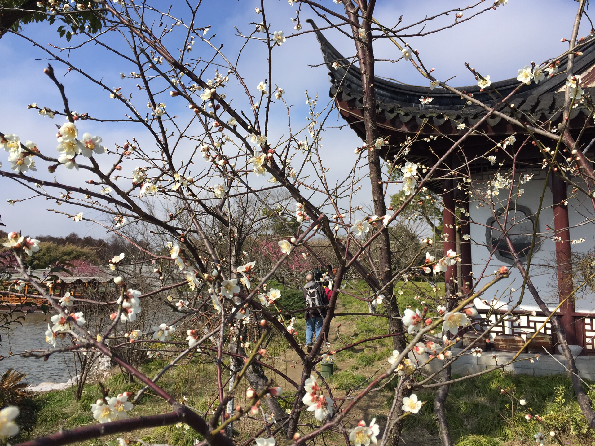 上海奉贤海湾森林公园梅花节