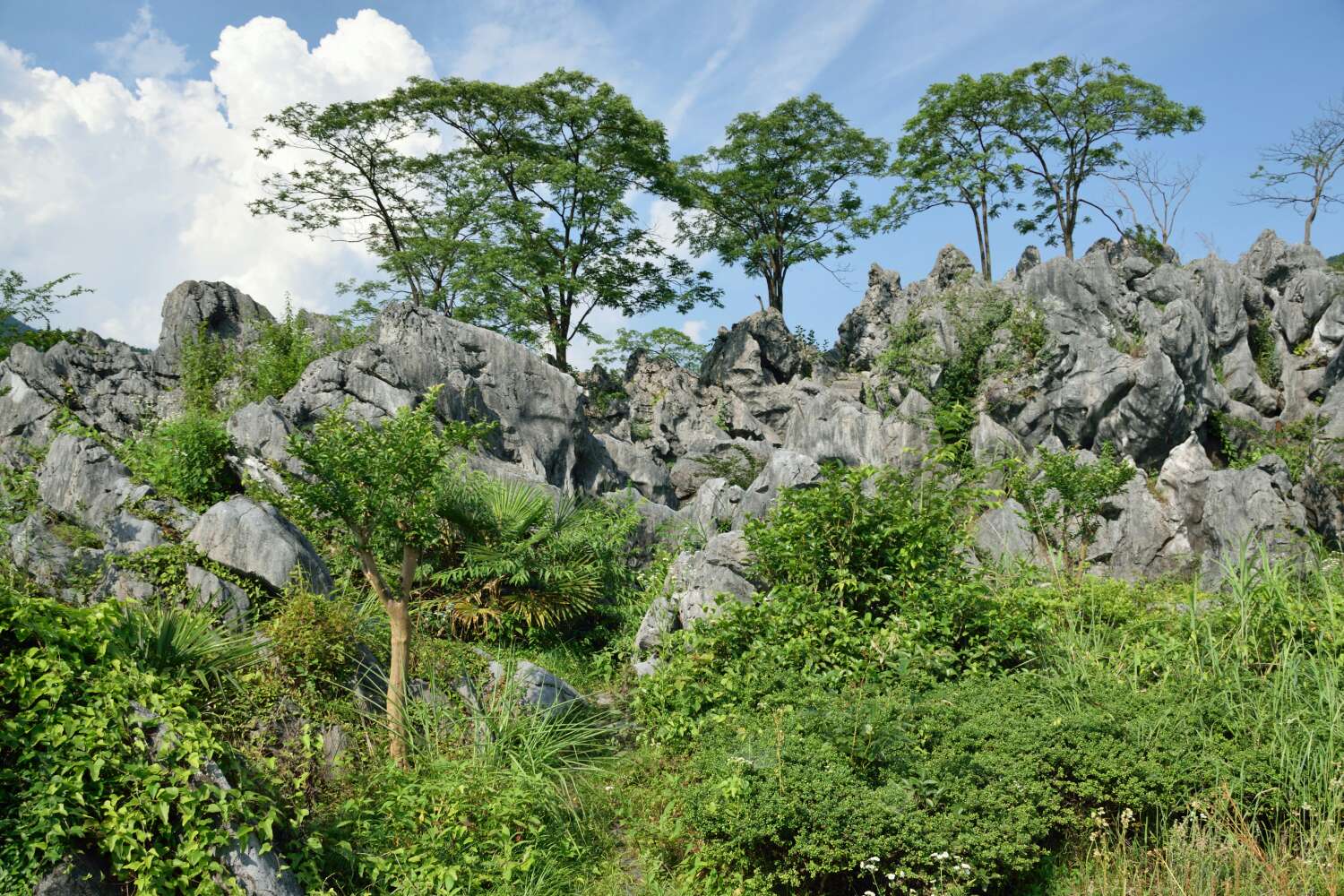 千岛湖 石林景区门票(电子票/短信取票)