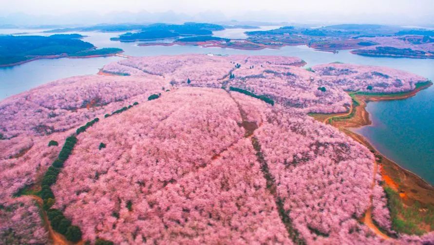 春风十里,不如我在贵州平坝,等你共赴一场樱花雨