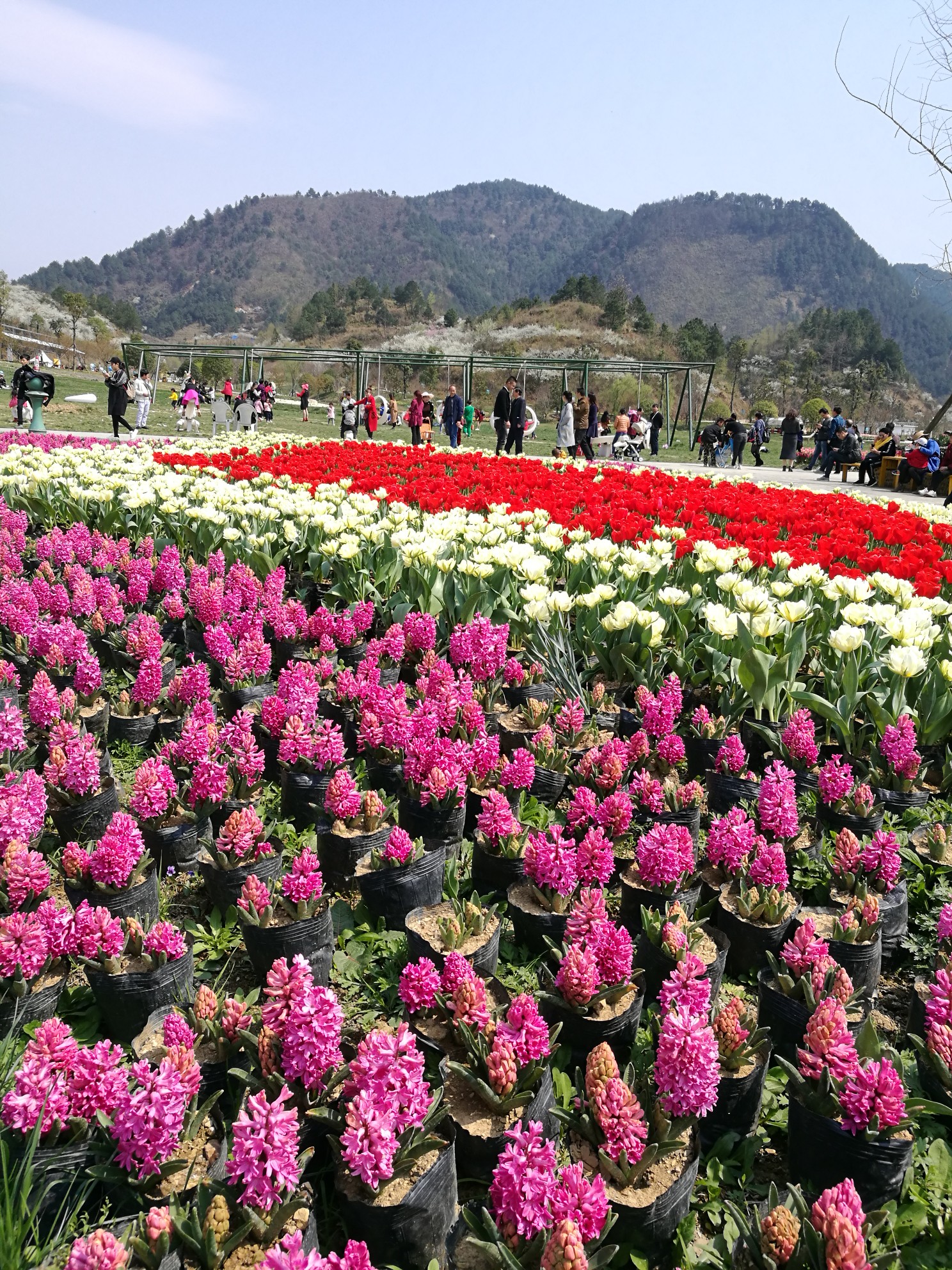 贵州贵定四季花谷一日游
