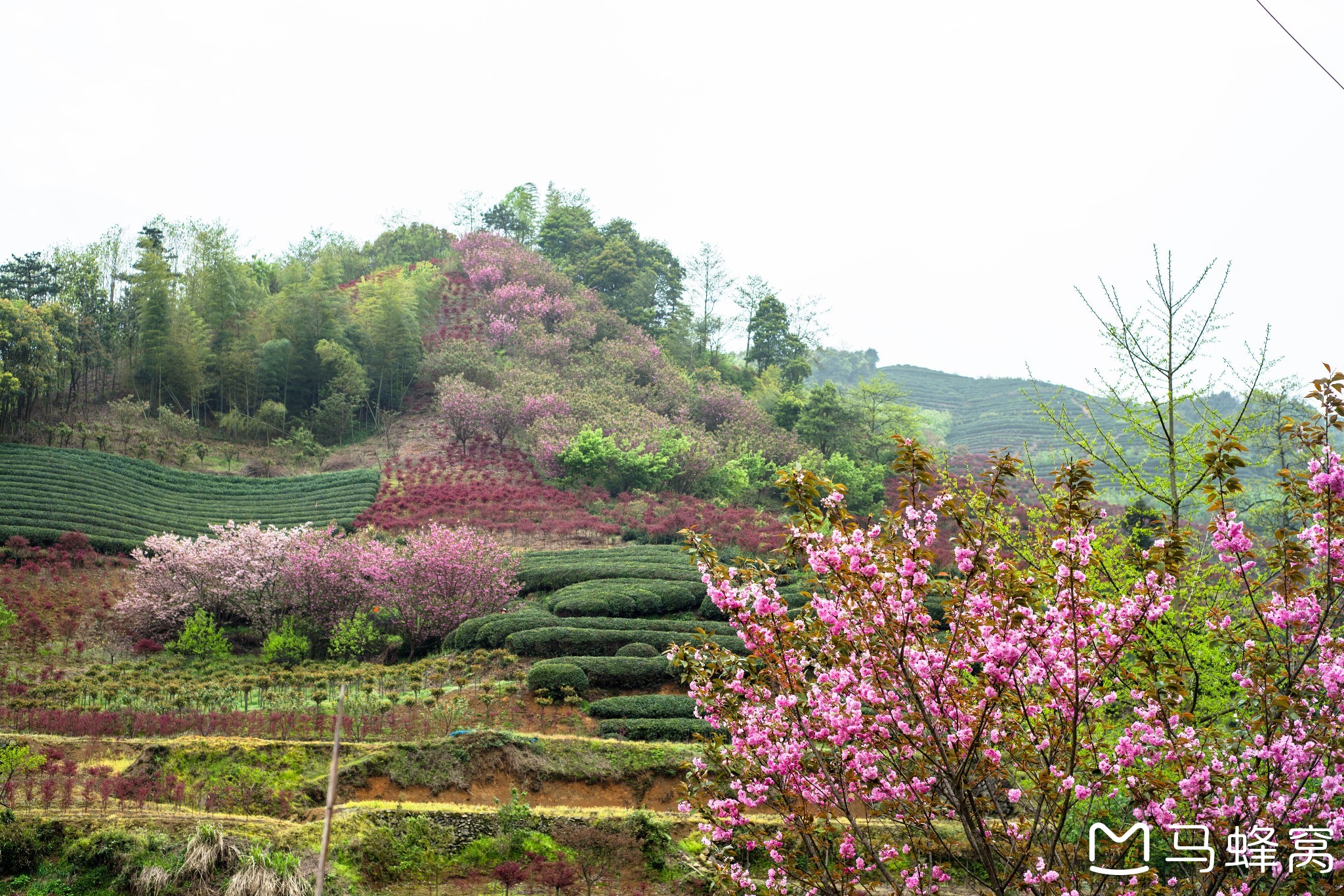 春·色 在四明山腹地大岚,一次性看到红枫樱花油菜花