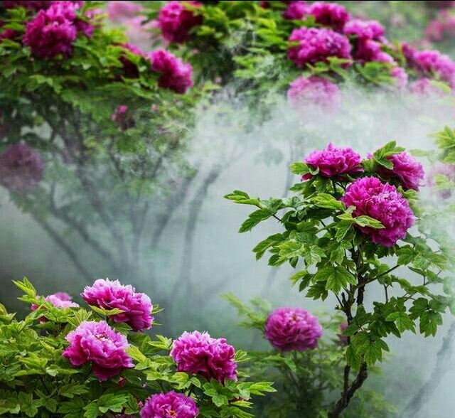 ——洛阳牡丹花节