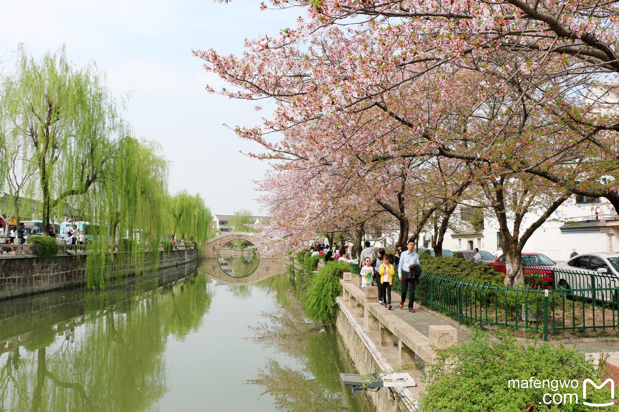 常来常熟方塔街赏樱花