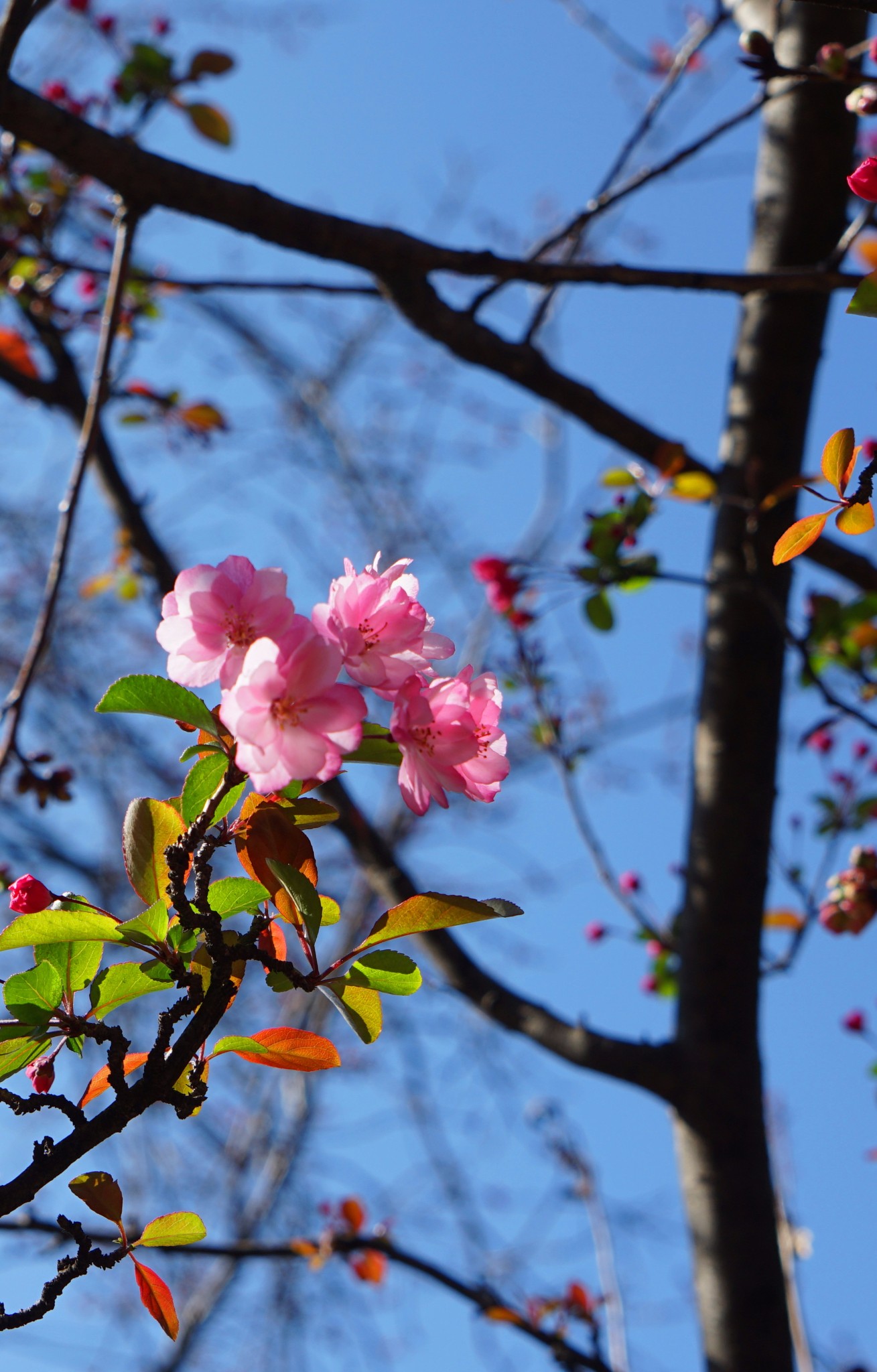 春光明媚:读李广田《花潮》,觅圆通樱花芳踪