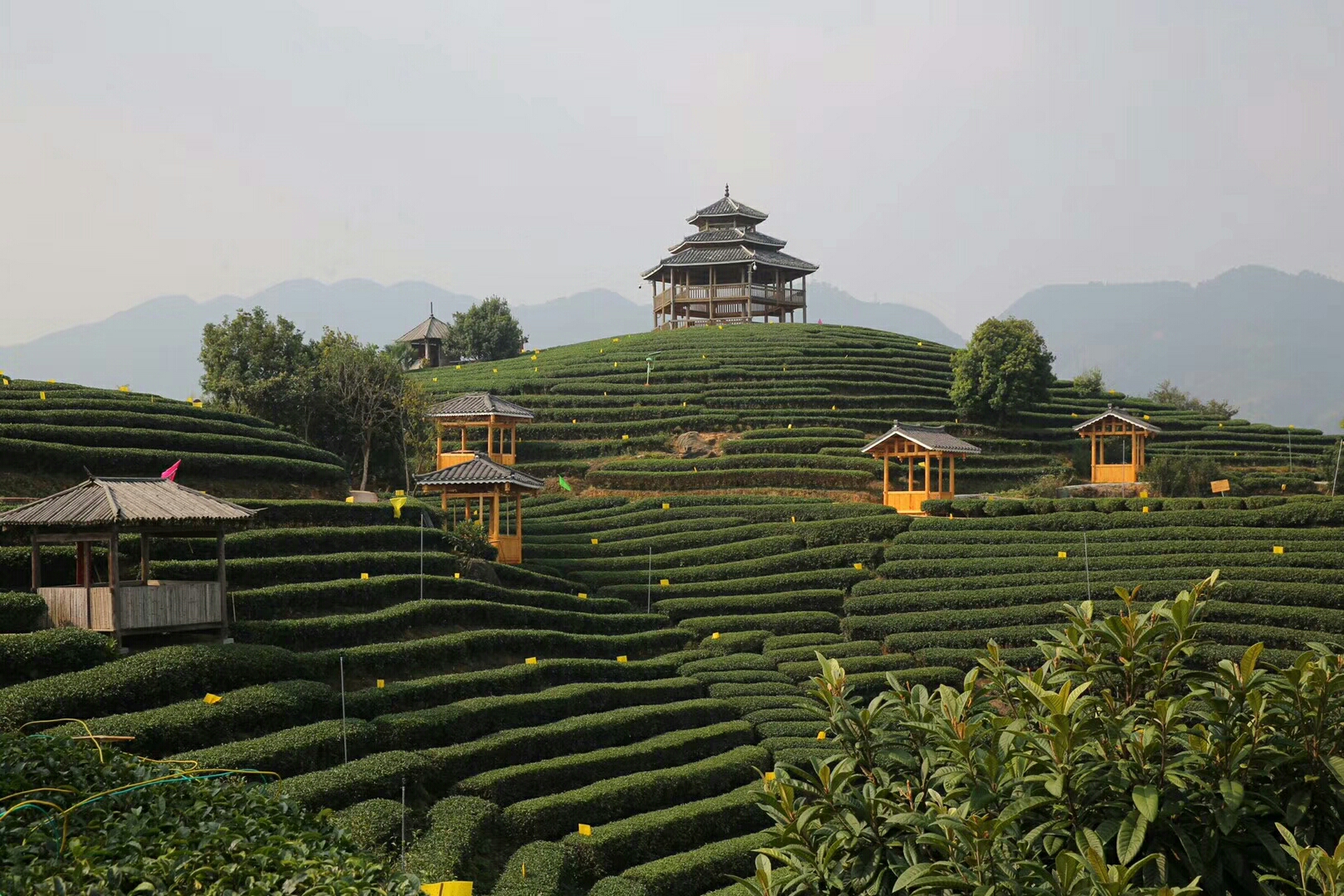 三江布央茶园自助游