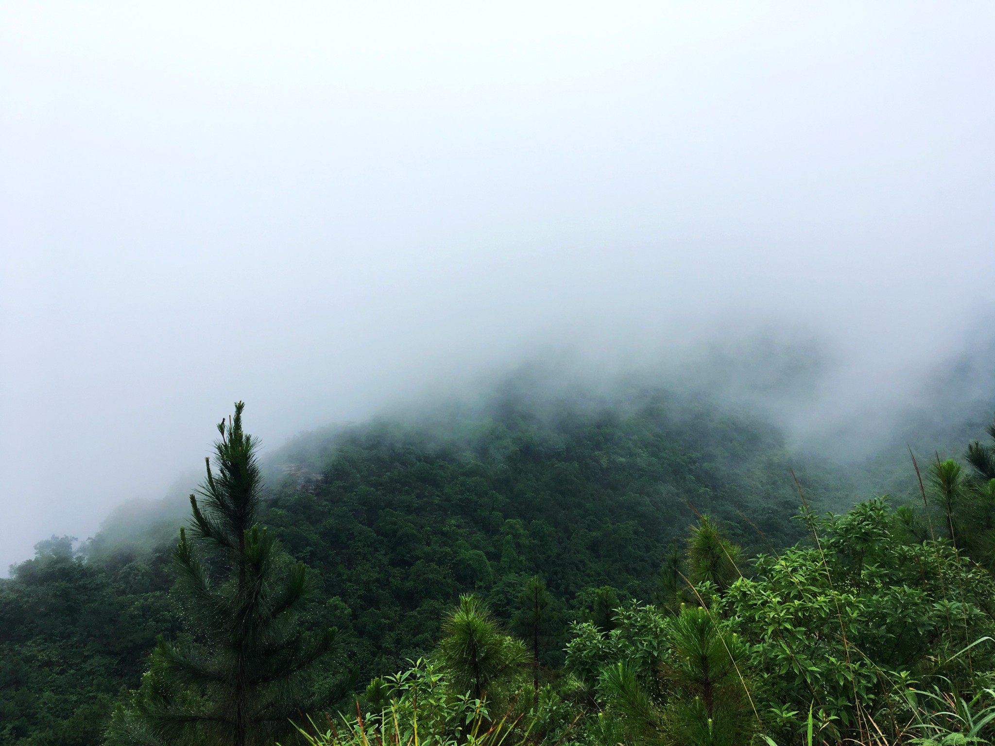 佛系的猫n:后来的我们去了高明茶山吃鸡!,佛山自助游