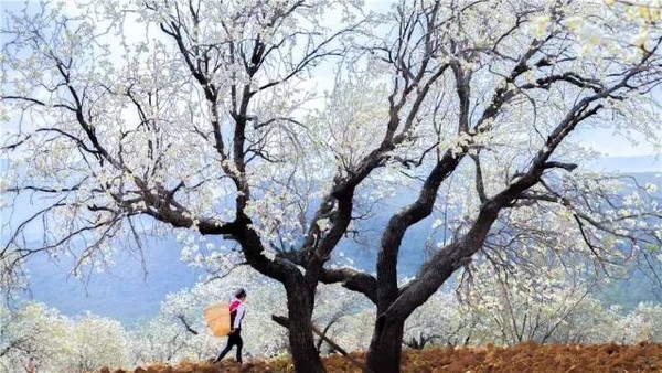 梨花游玩攻略,北镇梨花游玩攻略