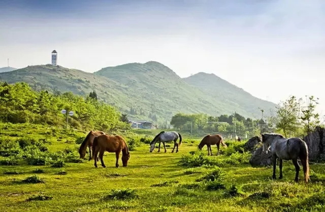 齐岳山牧场 齐岳山牧场无垠,云海苍茫,风景美丽,设有多个跑马场和野营