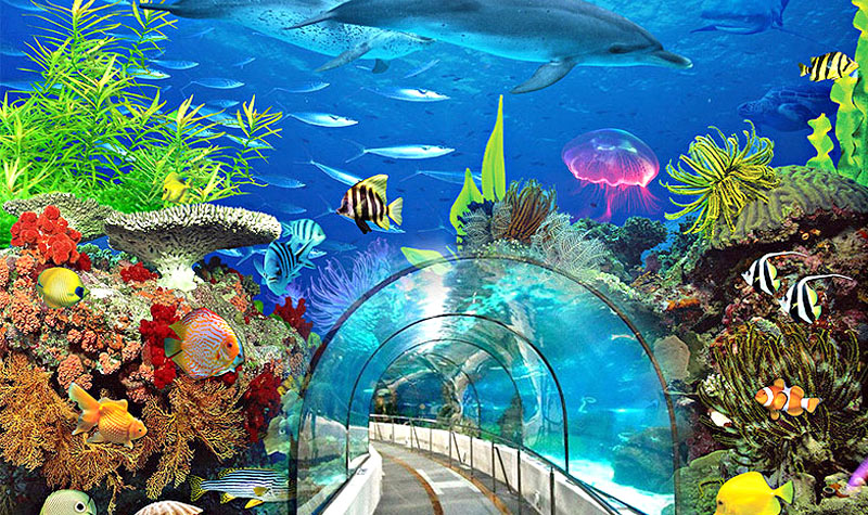 壁纸 海底 海底世界 海洋馆 水族馆 桌面 800_475