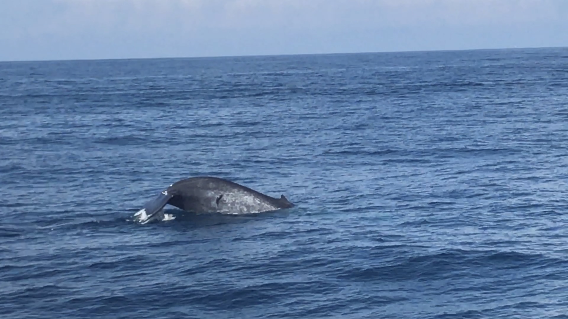 wKgBEFpDtHqAOV2WAAUyDM5IbN826.jpeg?imageView2%2F2%2Fw%2F600%2Fh%2F600%2Fq%2F90