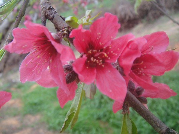 三月三,去赏花(赣州信丰县城绕大塘、坪石骑