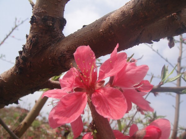 三月三,去赏花(赣州信丰县城绕大塘、坪石骑