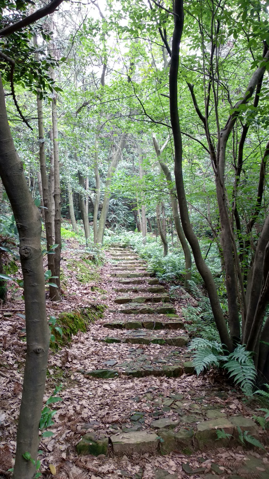 徒步苏州吴中七子山20180604