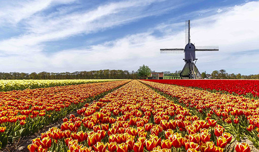 花期不等人 荷兰 库肯霍夫公园 郁金香赏花 一日