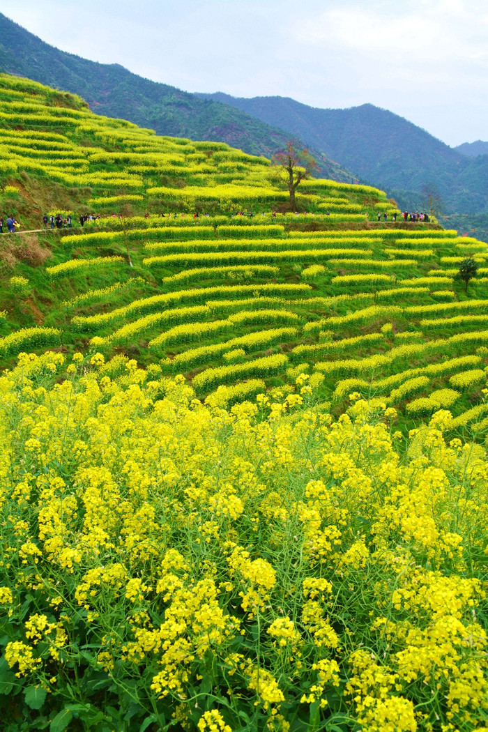 夏宁葆在江西篁岭看油菜花.