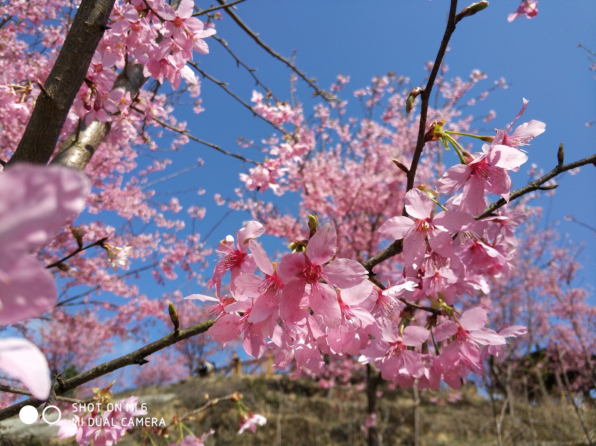 大田屏山游之一樱花园