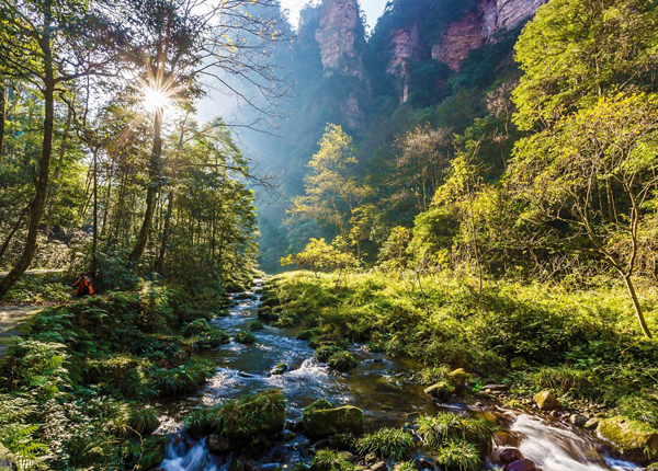 金鞭溪风景区是张家界的黄金旅游区,全长5700米,溪水发源于土地垭,从