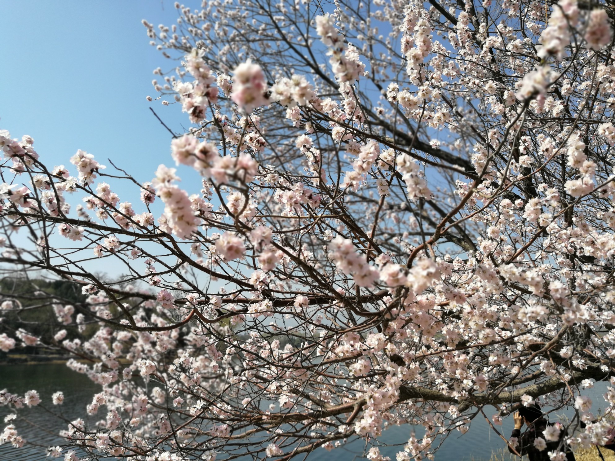 颐和园西提的山桃花