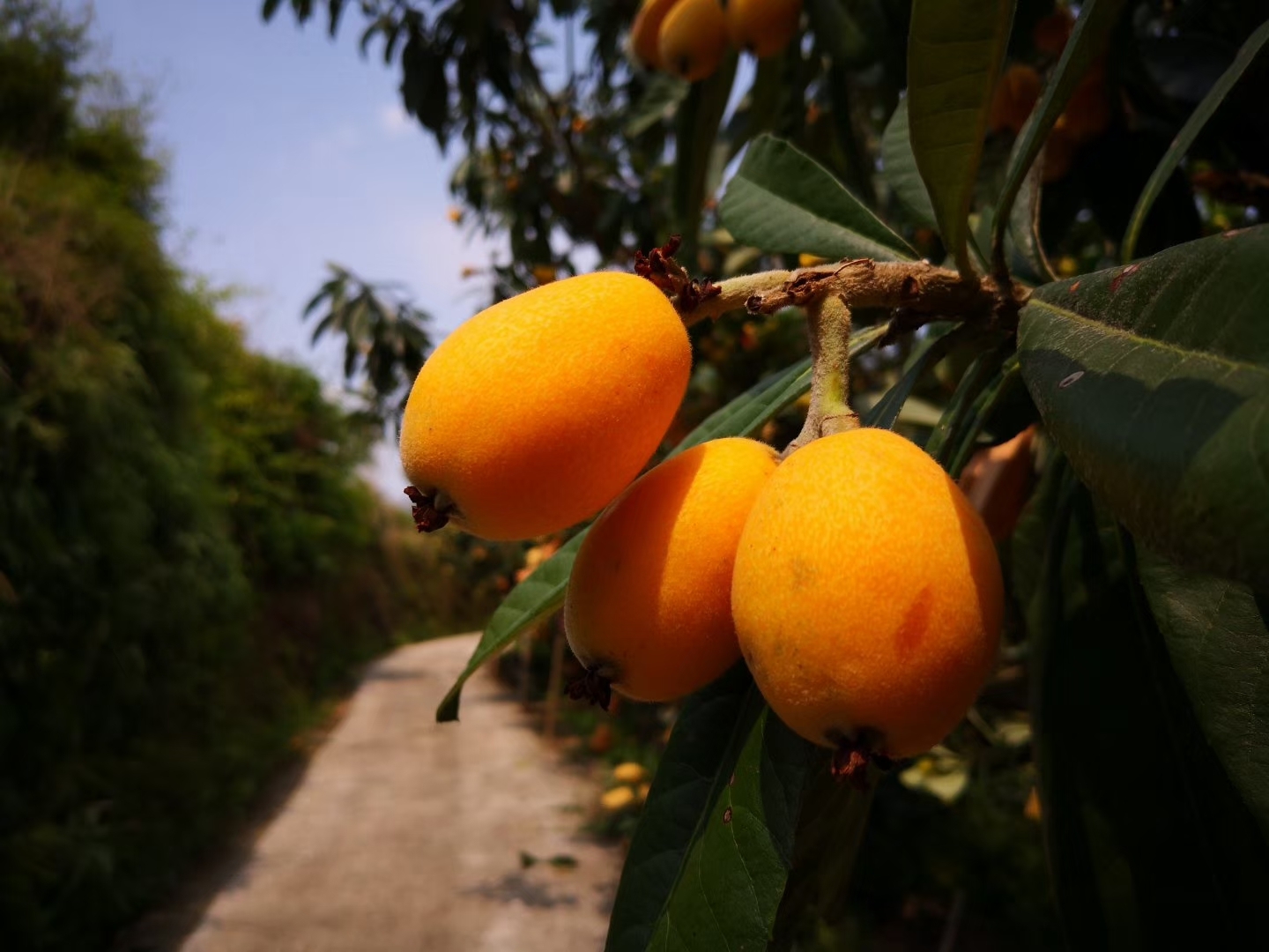 香蜜山生态果庄.枇杷季