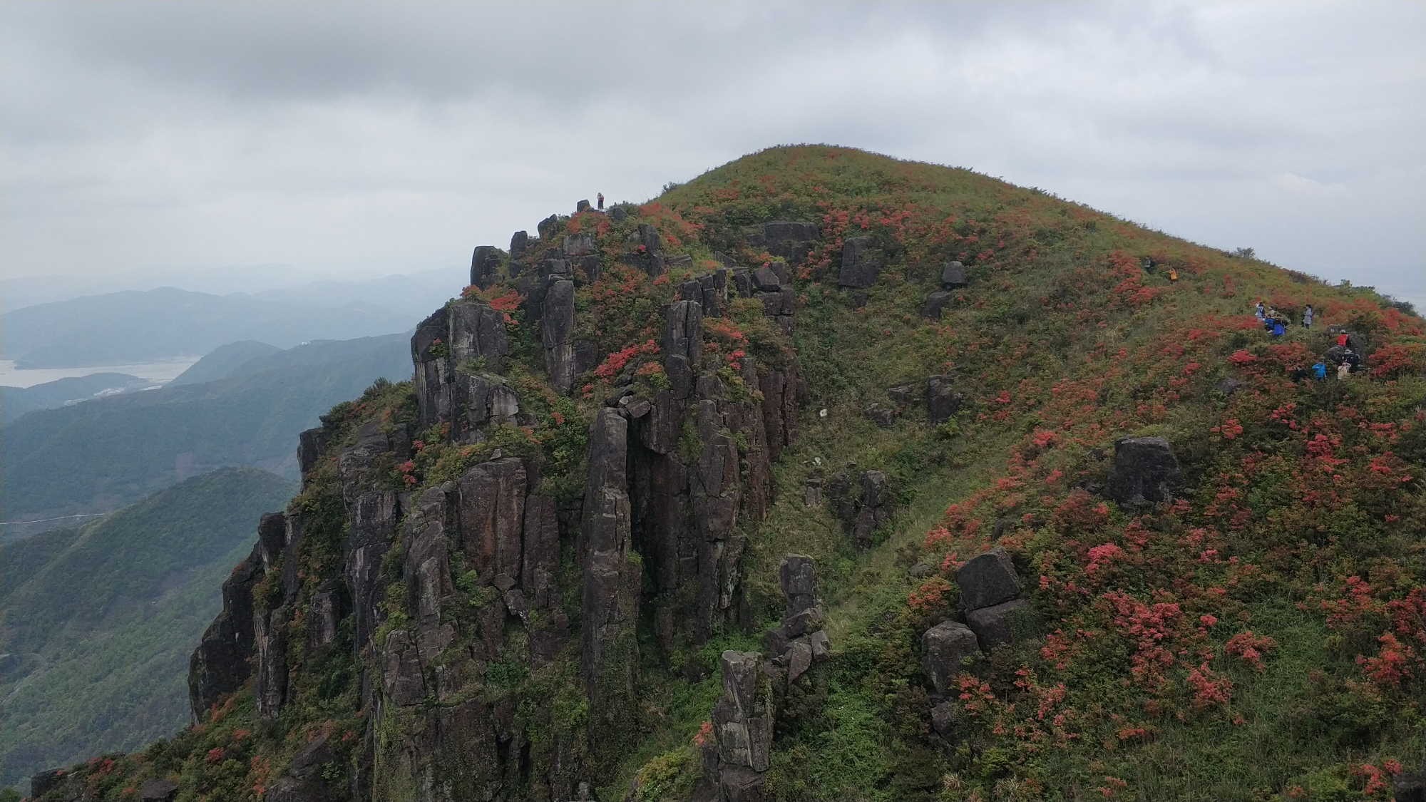 杜鹃花●茶园●大风车(苍南笔架山.鹤顶山)