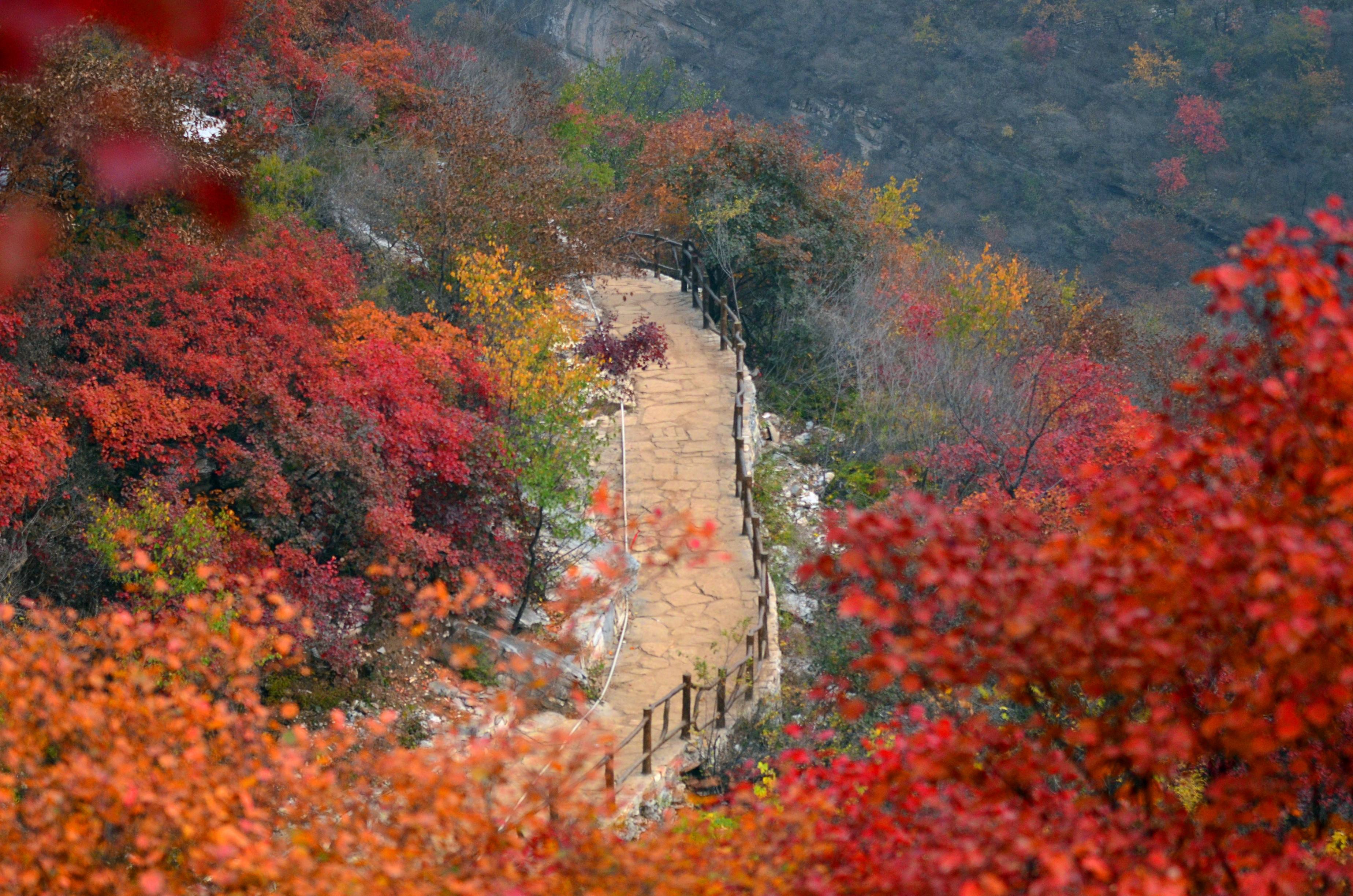 北京坡峰岭风景区门票 电子票 坡峰岭红叶节 山货大集