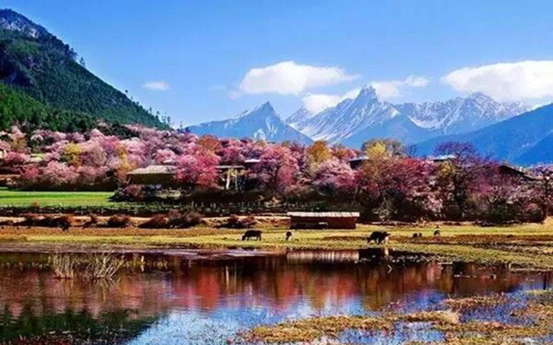 私家定制团 / 西藏林芝波密6日休闲之旅(低海拔富氧圣地 梦幻神秘之境
