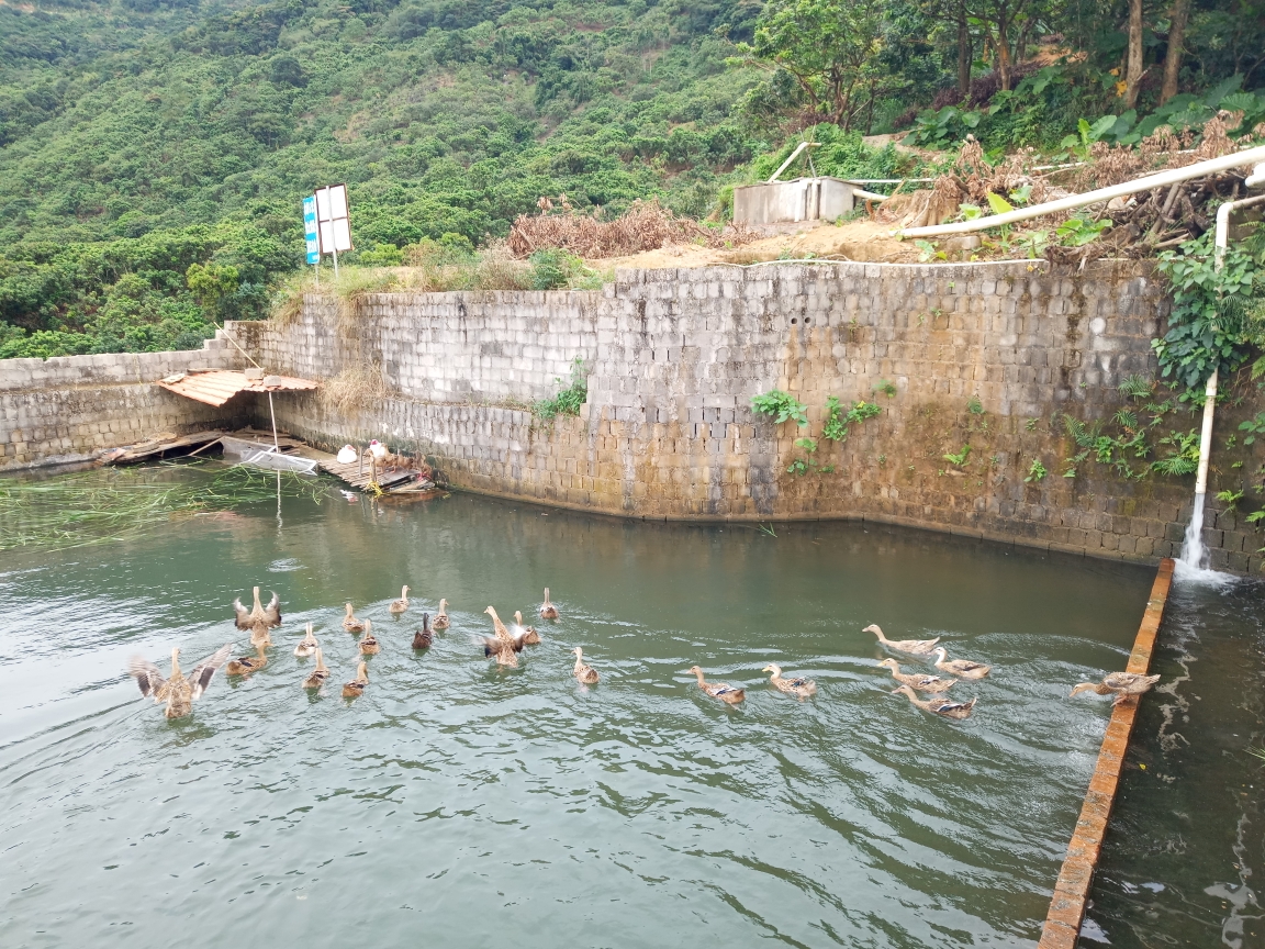 2018-10-10 浮山岭老云田新泳池 根子镇红荔阁中华红