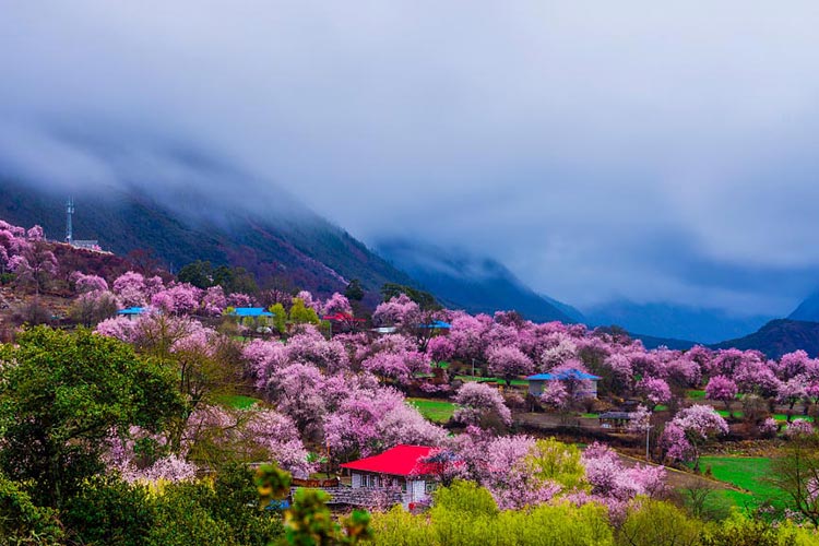 西藏林芝桃花·波密桃花沟 索松村 嘎拉村 丹巴藏寨 金川梨花 色达