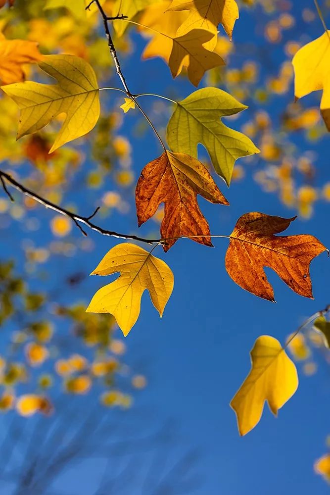 据说在所有秋天的叶子里,不管是大人还是小朋友