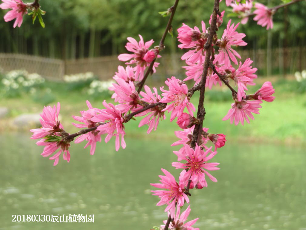 20180330上海松江区辰山植物园春花烂漫之旅