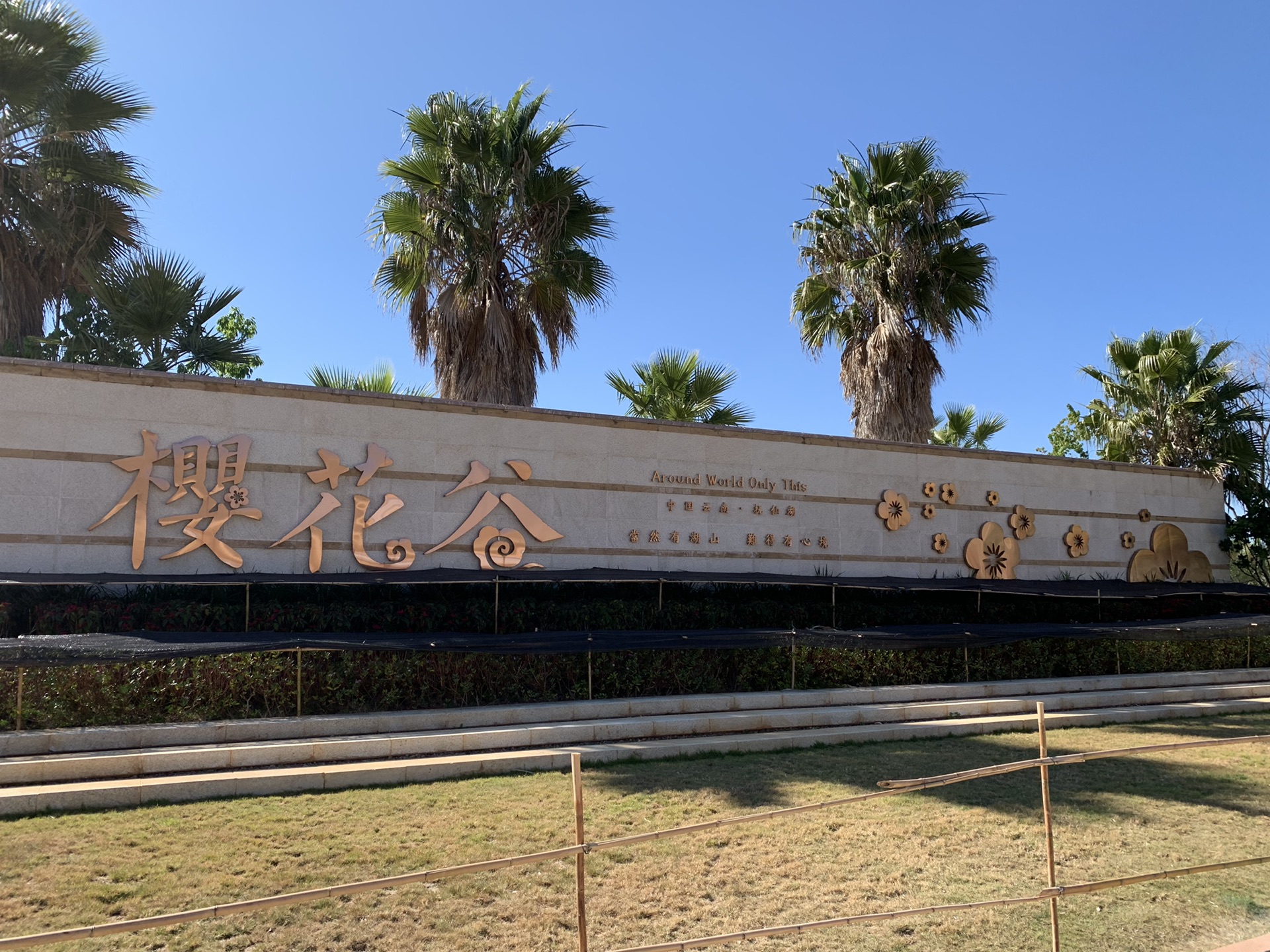 抚仙湖樱花谷