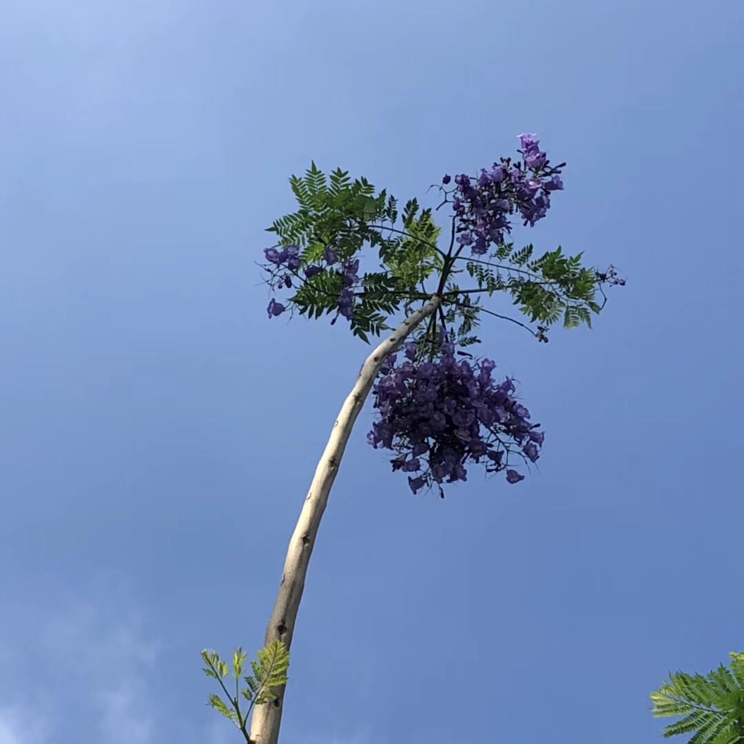 五月:树状凤凰木,叶似黄花铃,原是蓝花楹