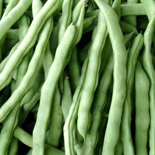 豆角是不是豇豆的一种 wKgED1wGMQCAat30AAF9qamie-Q12.jpeg?imageView2%2F2%2Fw%2F600%2Fh%2F600%2Fq%2F90