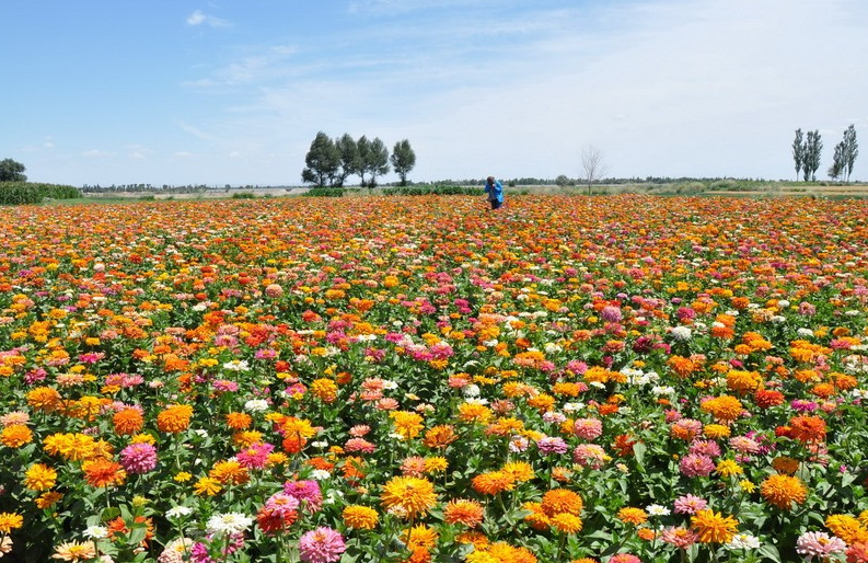 通州花仙子万花园