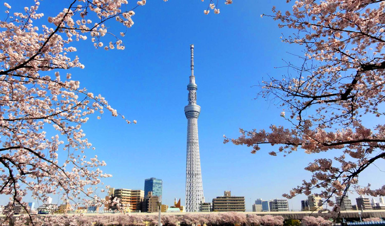 日本 东京晴空塔/天空树电子门票(350米天望甲板/450米天望回廊)