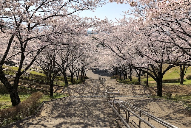 2019熊本赏樱指南,这里有日本首条赏樱前线!