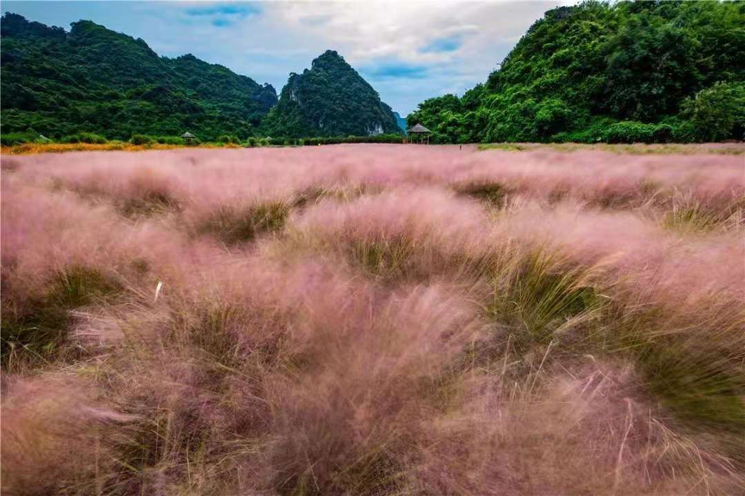 飞借桂林山 英西峰林走廊 峰林胜境 粉黛乱子草