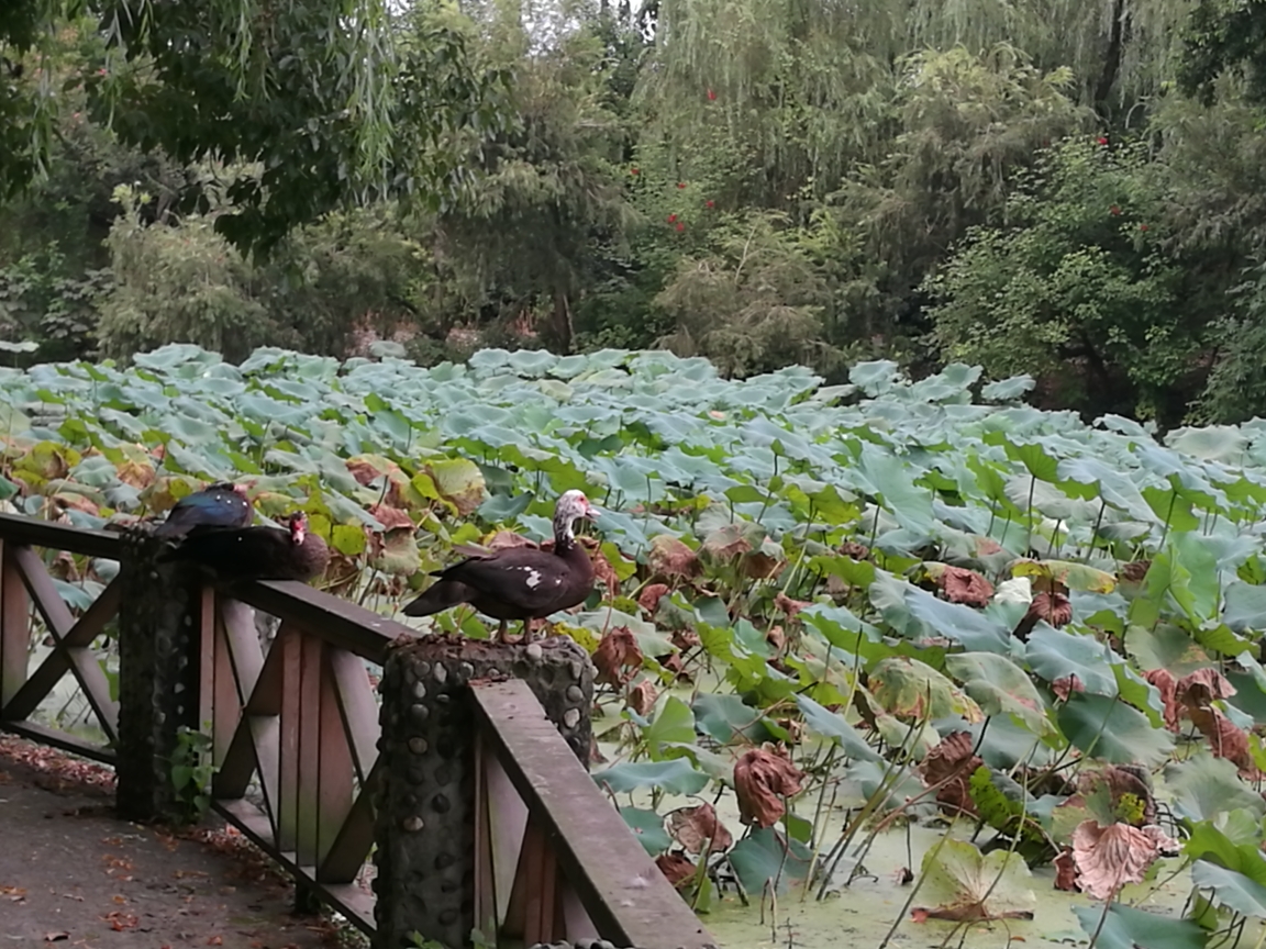 花小溪猜成语_小溪简笔画(2)