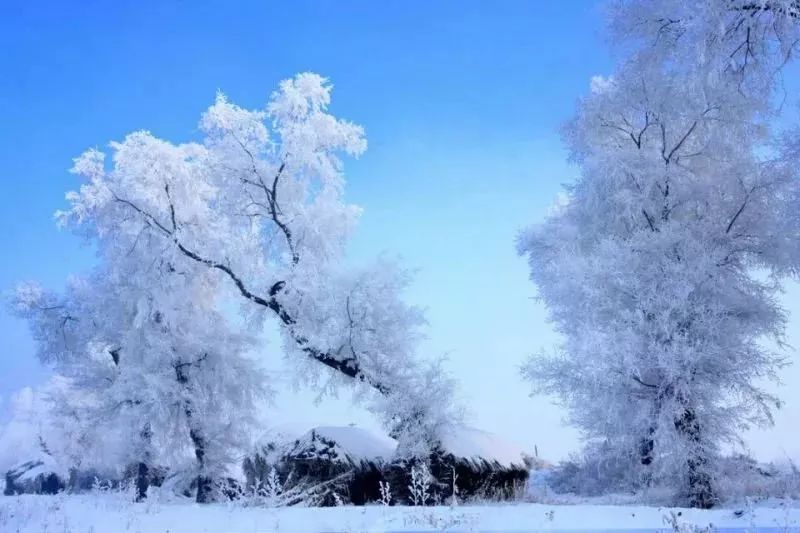 一下雪就美成了天堂.