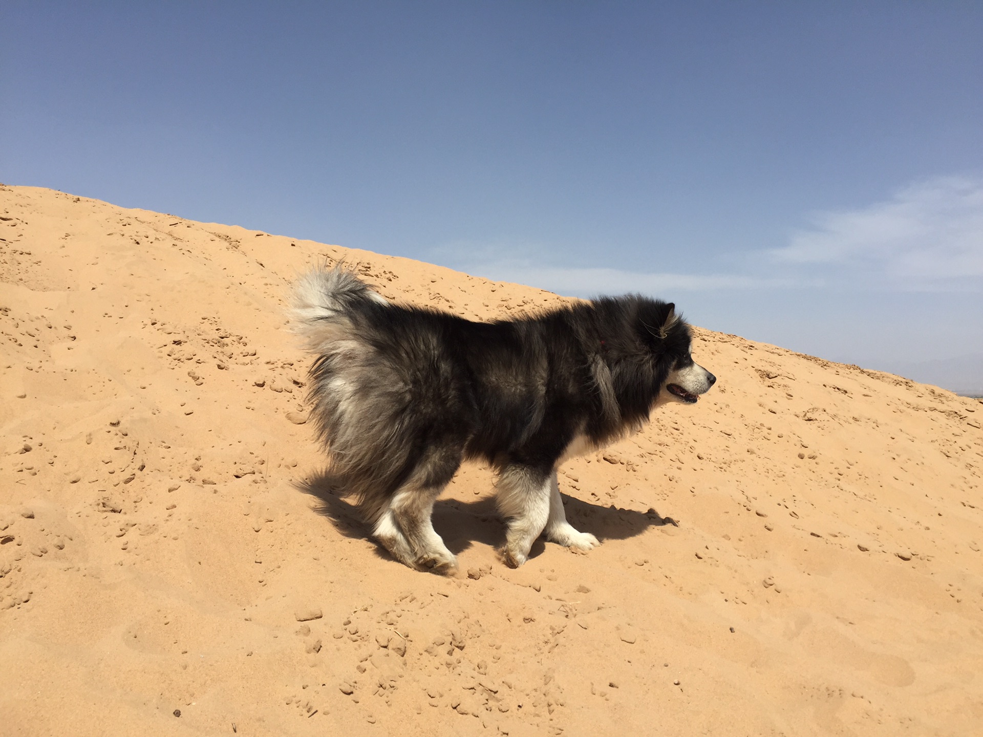 西夏行:一个人开着车带着狗去了沙漠