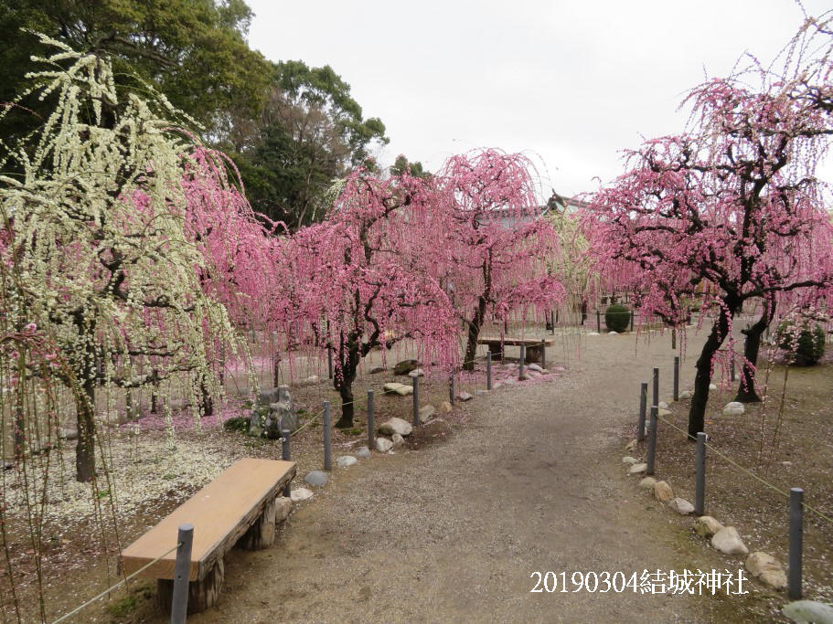 20190304日本三重津市结城神社初春垂枝梅惊艳之旅