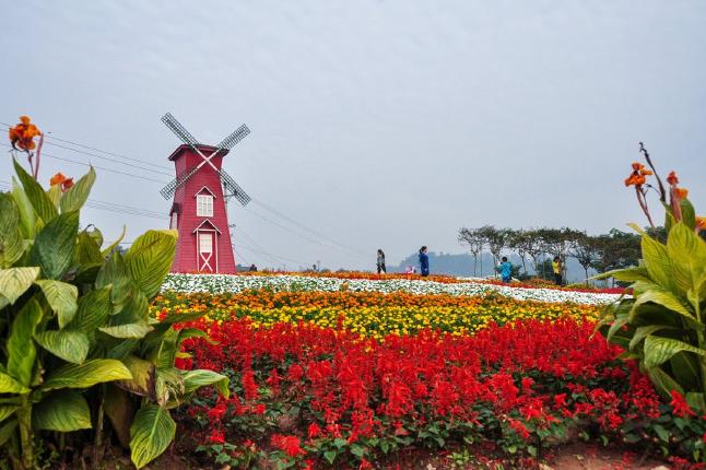 重庆凤凰花海景区门票观赏四季花卉景观好去处